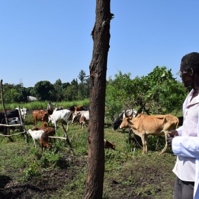 Kick starting the dairy industry for farmers in western Kenya