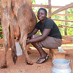 From grass to glass, knowledge to upgrade: How village-based dairy advisors are transforming smallholder systems in Kenya