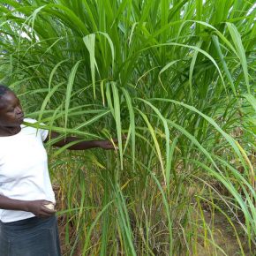 Cash Crop: Women Farmers in Kenya Beat Drought with Native Grass
