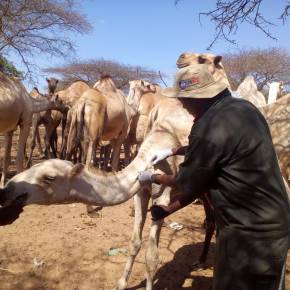 Can the private sector deliver livestock vaccines in Kenya? Yes, they can