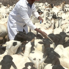 The private sector can deliver veterinary vaccines in Kenya