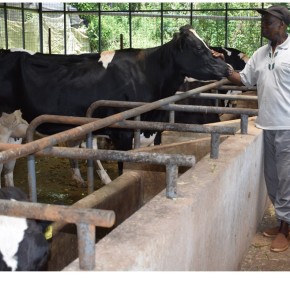 How DFAs are rejuvenating the dairy industry in Homa Bay and Siaya counties